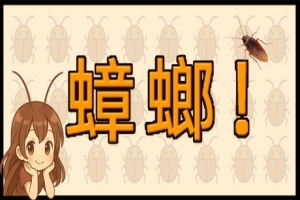 蟑螂！/Cockroach!